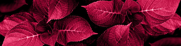 叶片纹理叶片近，颜色洋红色图片下载