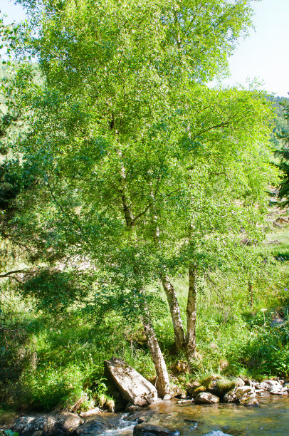 清澈的山涧，夏天，森林，岩石河床。垂直的照片。图片下载