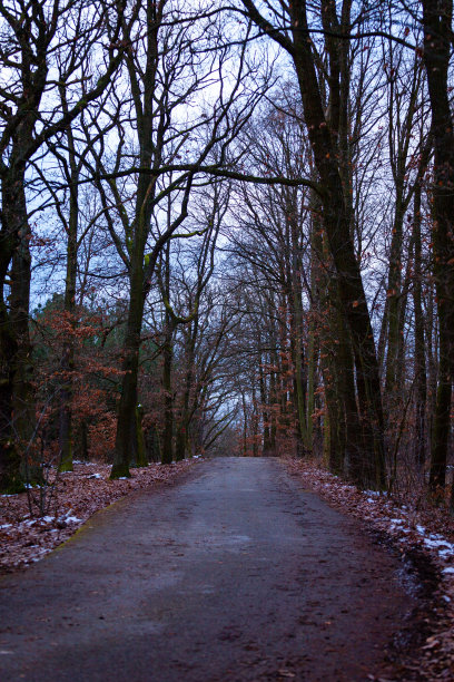 冬季森林中弯弯曲曲的道路。图片下载