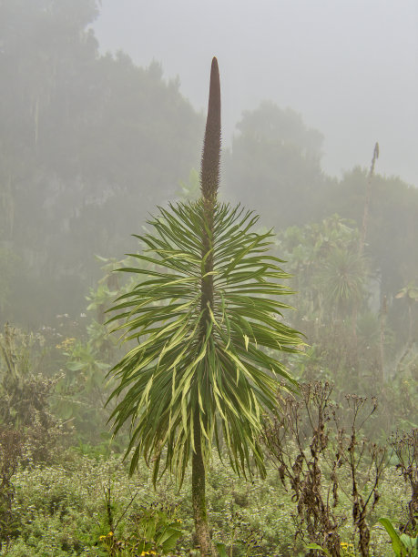 一个巨大的半边莲在雾中沿着鲁文佐里山脉四天跋涉到穆达达瞭望台图片下载
