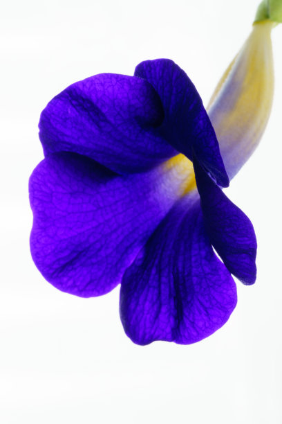 近距离的彩色紫蓝色的直立拇指花。图片下载