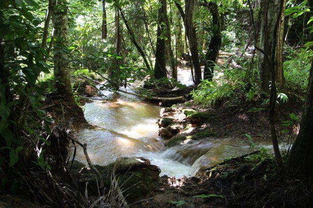 古巴 - 科兰特斯托佩斯 - 瓜纳亚拉公园 （ 热带森林 ）图片下载