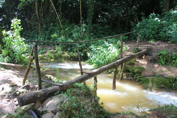 古巴 - 科兰特斯托佩斯 - 瓜纳亚拉公园 （ 热带森林 ）图片下载