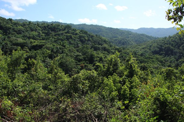 古巴 - 科兰特斯托佩斯 - 瓜纳亚拉公园 （ 热带森林 ）图片下载