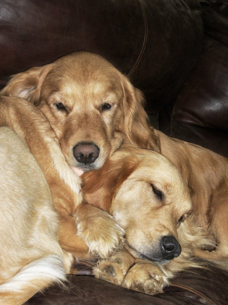 金毛寻回犬母女在沙发上依偎图片下载