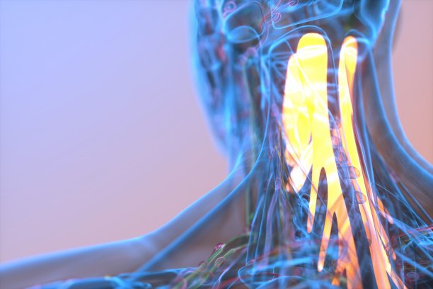 颈部肌肉x光图图片下载