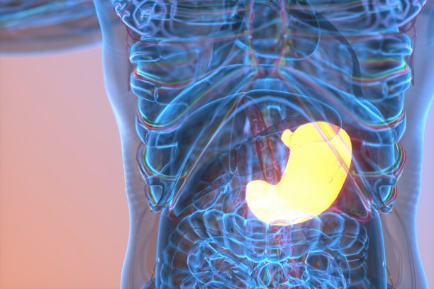 人体消化系统图解，胃图片下载