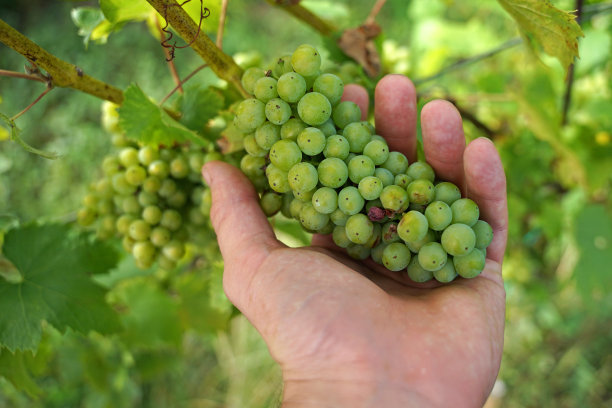 葡萄园里的人手里的绿色生物葡萄，还没有准备好收割图片下载