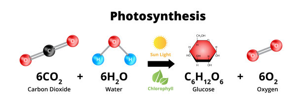分子模型的光合作用方程。植物用于产生氧气O2的生化过程。糖由二氧化碳CO2和水H2O合成。图片下载