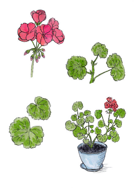 一套天竺葵图片下载