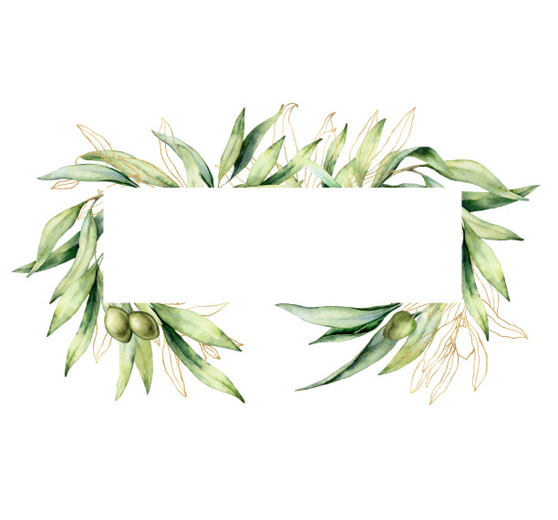 水彩水平框架的金色和绿色的橄榄枝。手绘线性边缘的叶子和浆果孤立在白色背景。植物插图的设计，印刷，织物或背景。图片下载