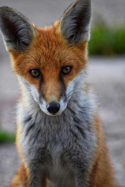 红狐特写图片下载