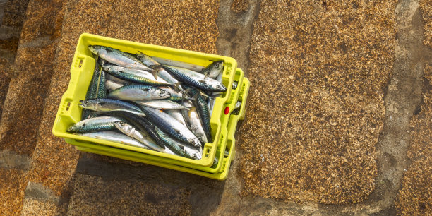 Freshly Caught Fish at Fishing Port, Malpica de Bergantiños, Spain图片下载