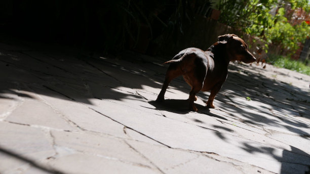 腊肠狗。香肠狗在户外玩耍图片下载