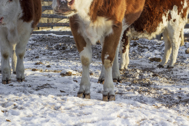 牛腿蹄子特写。大母牛站在农场地上图片下载