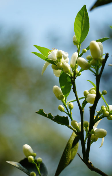 香橙花图片下载