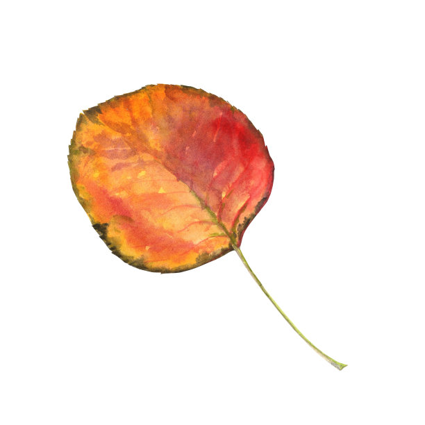 一轮明亮的橙色秋叶从树上，手绘水彩图片下载