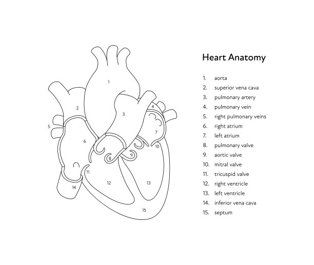 心脏解剖信息图表。矢量黑白插图。内部器官横切面与文字说明解剖图。为医疗保健、心脏病学、教育设计。图片下载