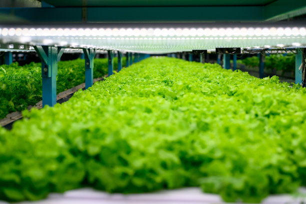 智能科技农场，智能室内农场工厂，研发无农药温室农业蔬菜品种，温室室内智能农场工厂图片下载