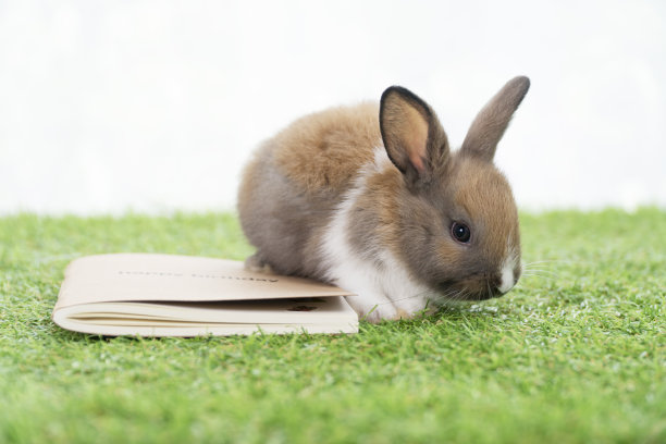 可爱的兔宝宝兔兔站在绿草地上的书与光看什么在白色背景。小毛茸茸的兔子白色的棕色的兔子和书在草坪上。复活节动物兔子概念图片下载