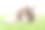 可爱的兔宝宝兔兔站在绿草地上的书与光看什么在白色背景。小毛茸茸的兔子白色的棕色的兔子和书在草坪上。复活节动物兔子概念图片下载