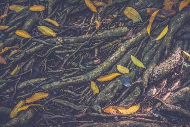 带叶的树根图片下载