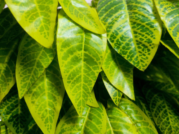 人工装饰图片下载