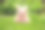 花园里的粉红小兔-复活节卡片图片下载