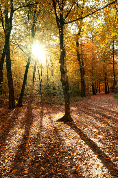 四季缤纷，秋林美丽，阳光明媚图片下载