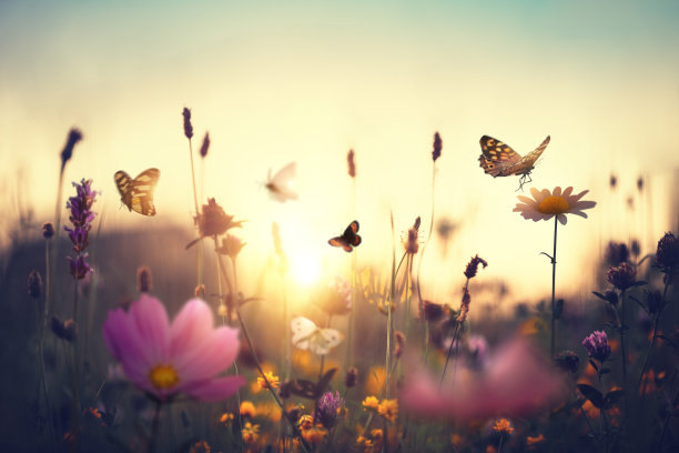 有蝴蝶的日落草地图片下载