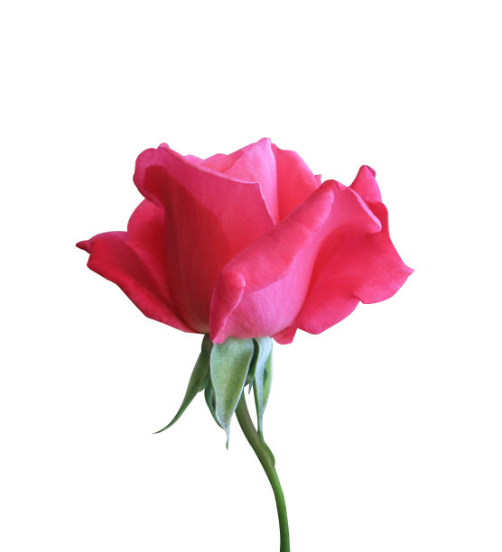 红玫瑰图片下载