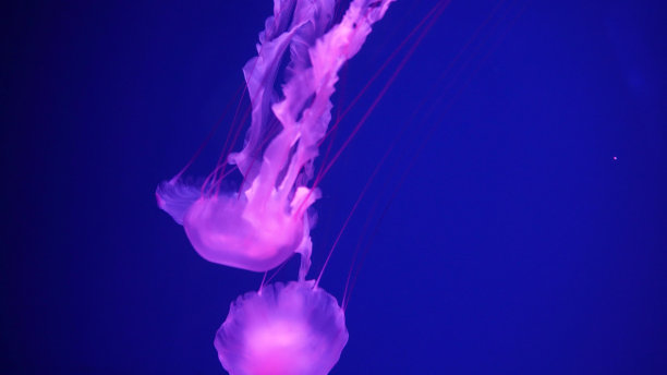 海洋水母特写视频素材：水母在水中游动，黑暗中呈现不同颜色的光照和生物发光，水族馆中珍稀的外来水母图片下载