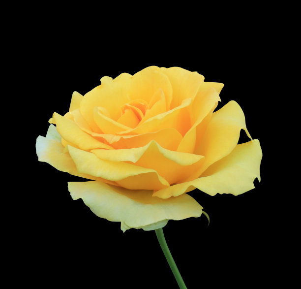 黄色的玫瑰。图片下载