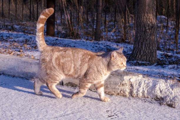 一只灰色的苏格兰猫走在雪地里。冬天。阳光明媚的天气图片下载