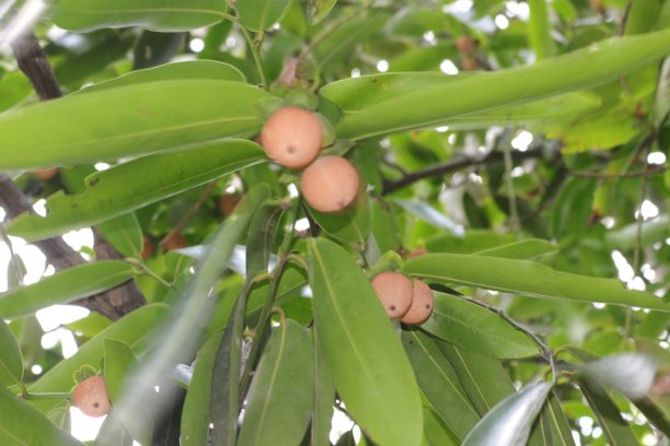 孟加拉国一个村庄的树上挂着奇妙的小水果图片下载