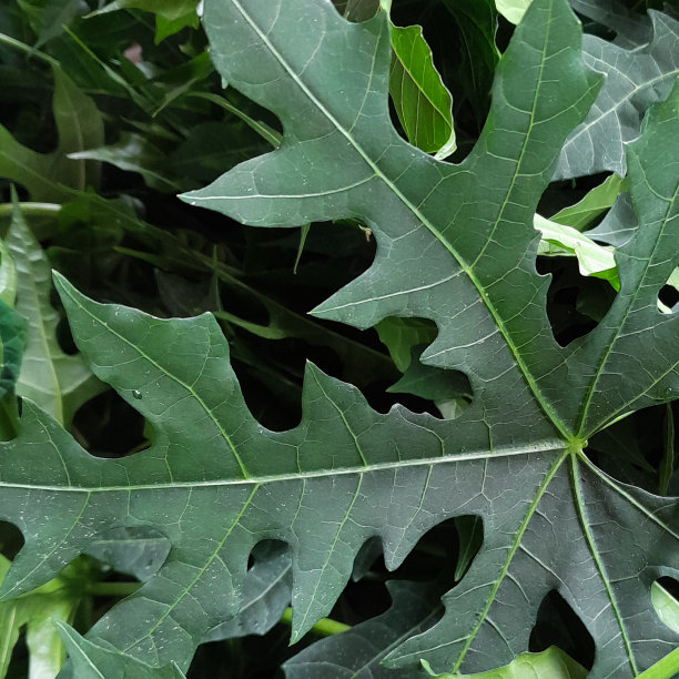 日本木瓜叶(Cnidoscolus aconitifolius)是一种有用的传统草药图片下载