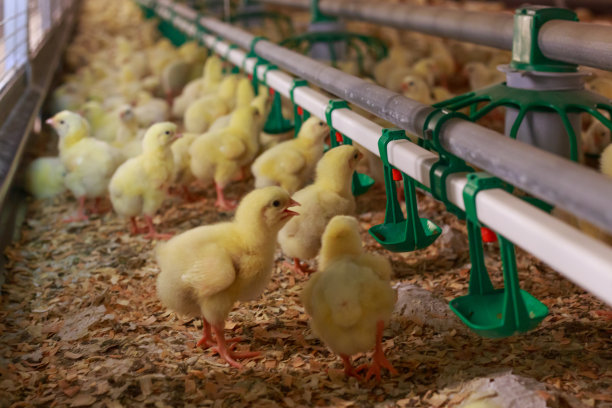 家禽养殖场饲养室内的小黄鸡。图片下载