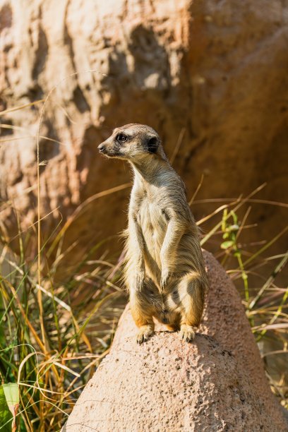 猫鼬站立的特写照片图片下载