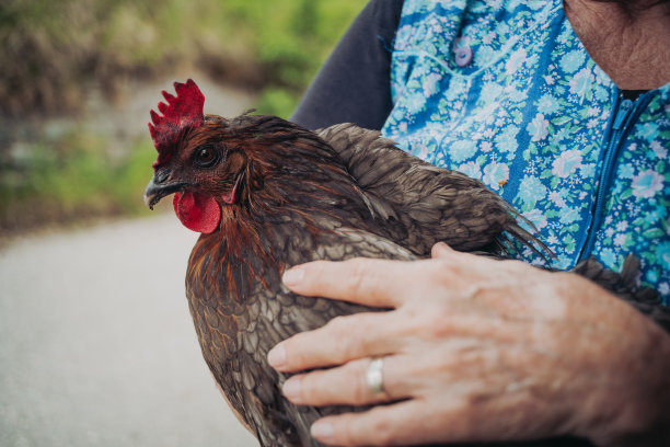 牛，鸡，干草图片下载
