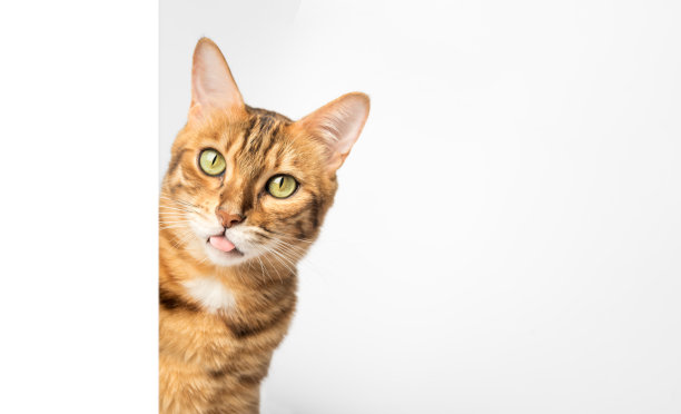 猫伸出舌头，逗弄着，从墙后往外看。图片下载