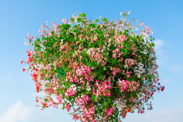 观赏花园中五彩缤纷的花草图片下载