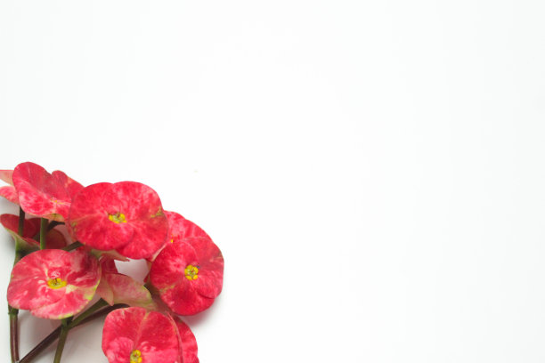 极简的背景与一朵花。红色刺冠花(大戟属)，白色。右复制空间图片下载