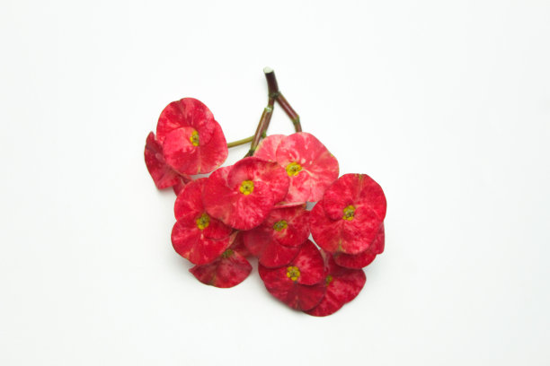 极简的背景与一朵花。红色刺冠花(大戟属)，白色图片下载