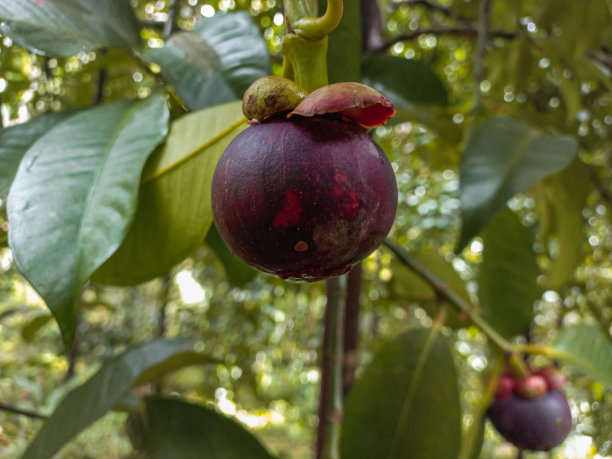 印尼花园树上的山竹果图片下载