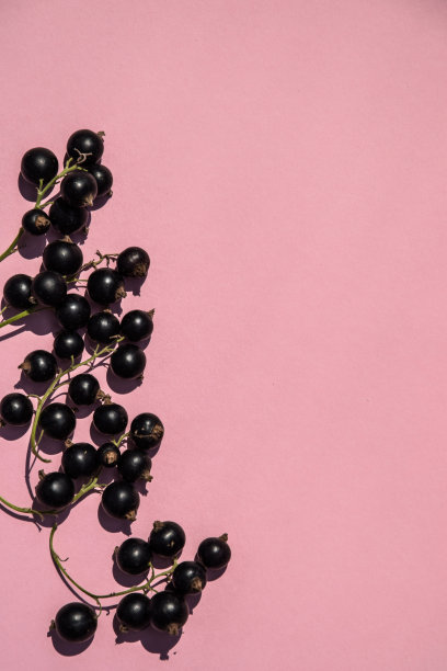 粉红色背景上有黑醋栗，还有复制文字的地方。从上面看。平的模式。粉红色背景上有黑醋栗，还有复制文字的地方。从上面看。图片下载
