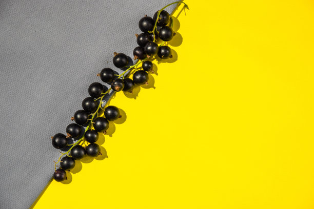 黑醋栗在黄灰色的背景上，有一个复制文本的地方。前视图。平的模式。黑醋栗在黄灰色的背景上，有一个复制文本的地方。前视图。图片下载