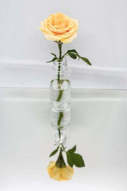 蓝色背景的花瓶里有一束吉卜草和桃玫瑰。玻璃花瓶里的吉卜草花和玫瑰，光影交织。玻璃花瓶与精致的玫瑰和吉普赛人。内部。图片下载