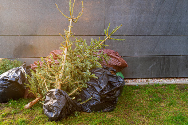 采购产品废弃的圣诞树，旧冷杉收集，圣诞垃圾，回收的圣诞垃圾，废弃的圣诞树图片下载