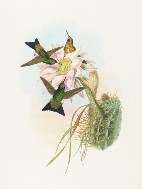 古董蜂鸟插图图片下载