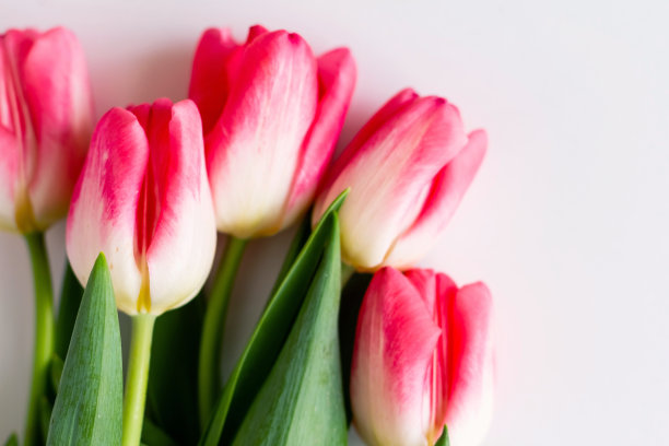 粉红色的郁金香花束在白色的背景。平铺，俯视图。有选择性的重点。浅景深图片下载